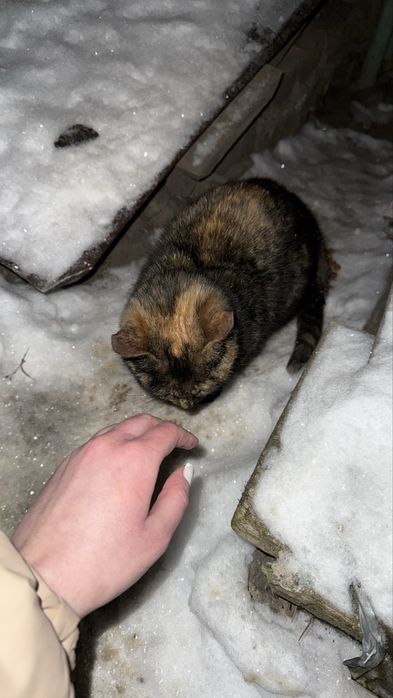 Віддам в добрі кури кицю