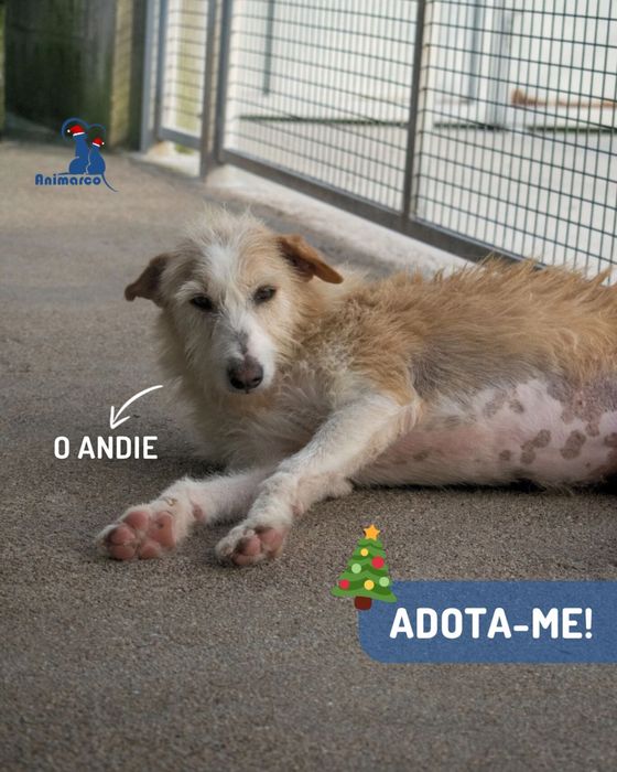 Andie cao de porte medio - grande