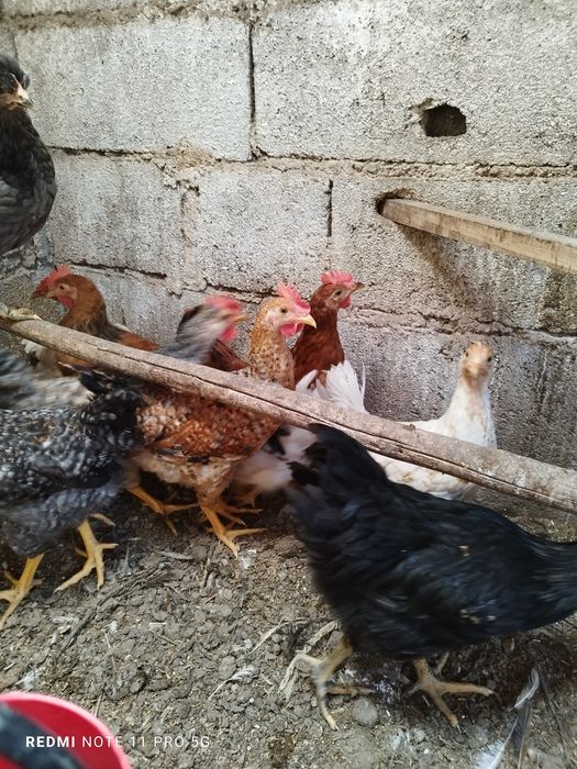 Galinhas dos ovos azuis e ovos verdes