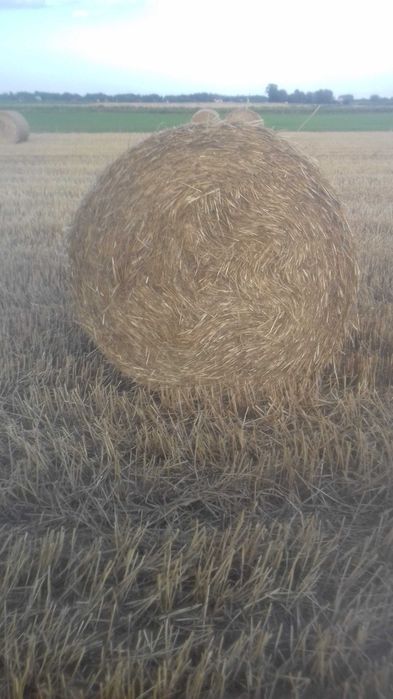 Słoma z pszenżyta 15 ha