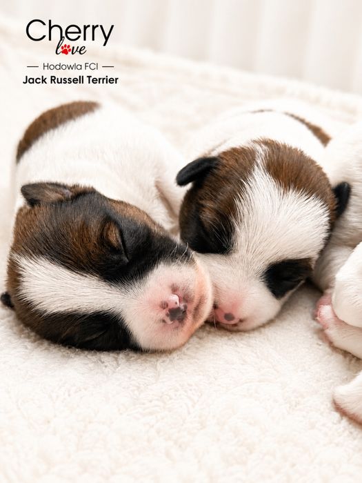 Jack Russell Terrier ZKwP FCI