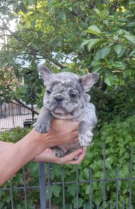 Віп качество, блакитний мерле.