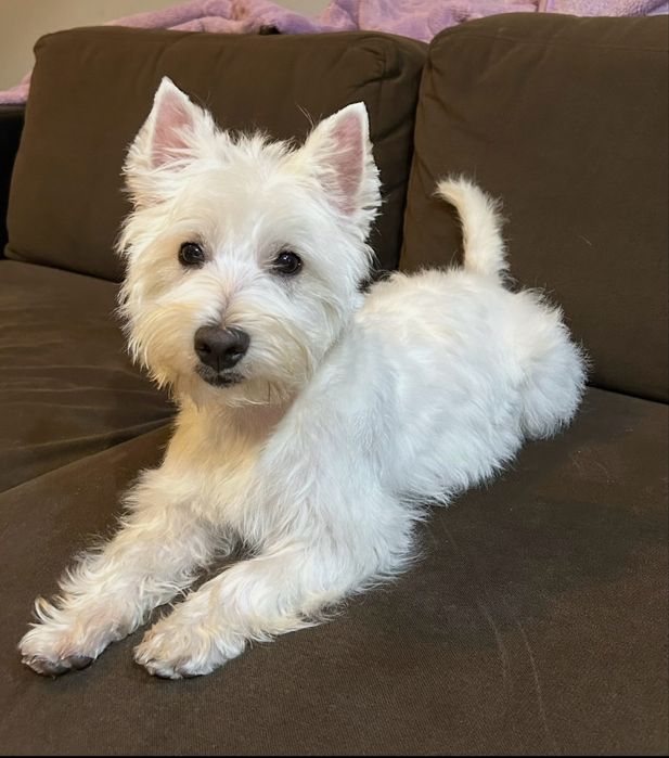 Suczka west highland white terier