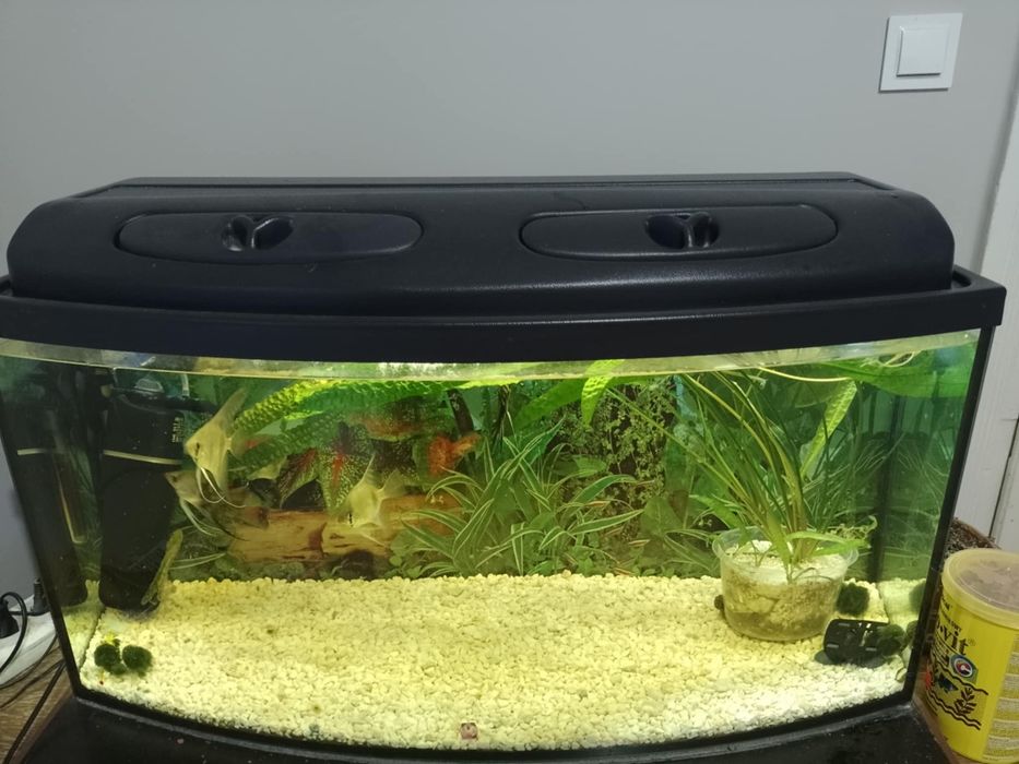 Sprzedam akwarium w komplecie z pokrywą grzałka i pompką