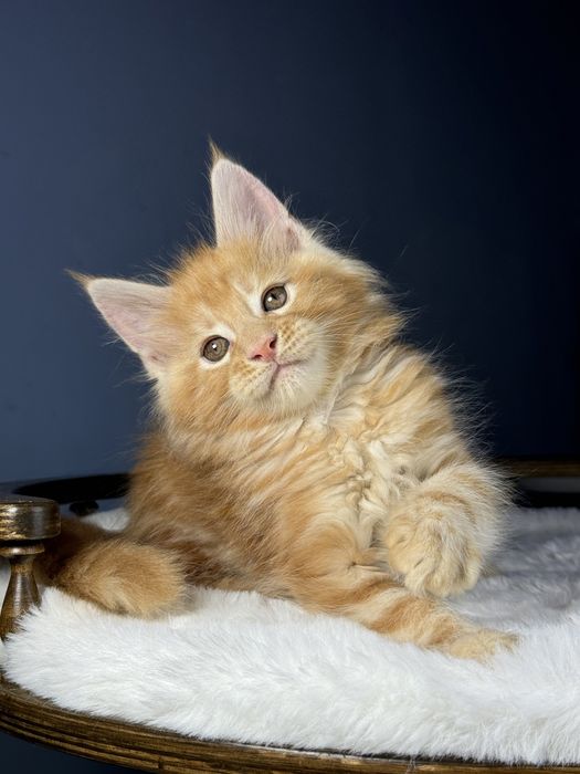 Яркий рыжий котенок мейн кун мальчик 2 месяца