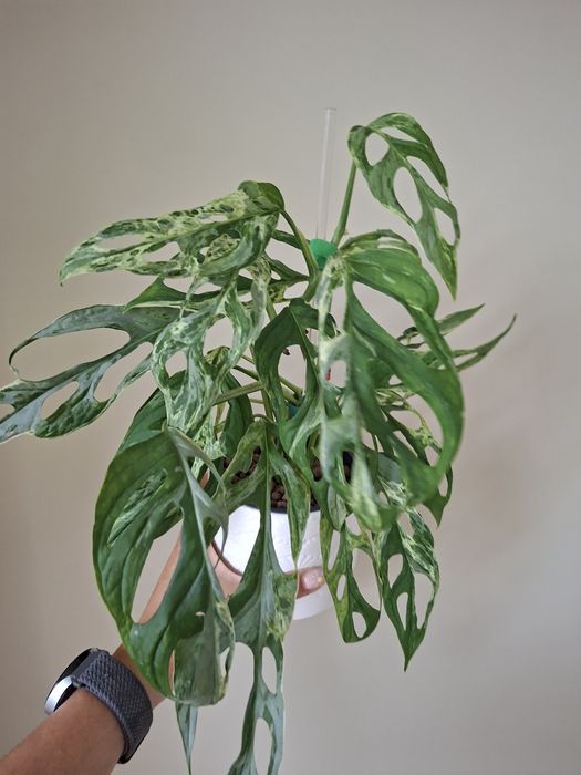 Monstera indonesian marble ukorzenione piekne sadzonki