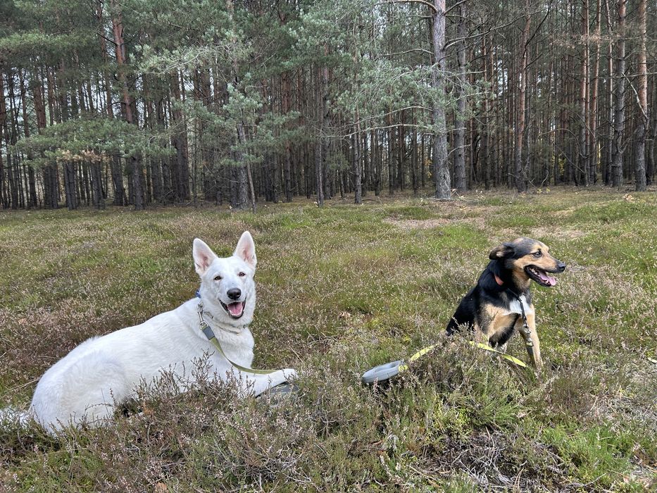Psi Hotel  "Na Pięknej" - Śląsk i okolice!!!
