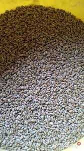 Sprzedam pszenicę workowaną