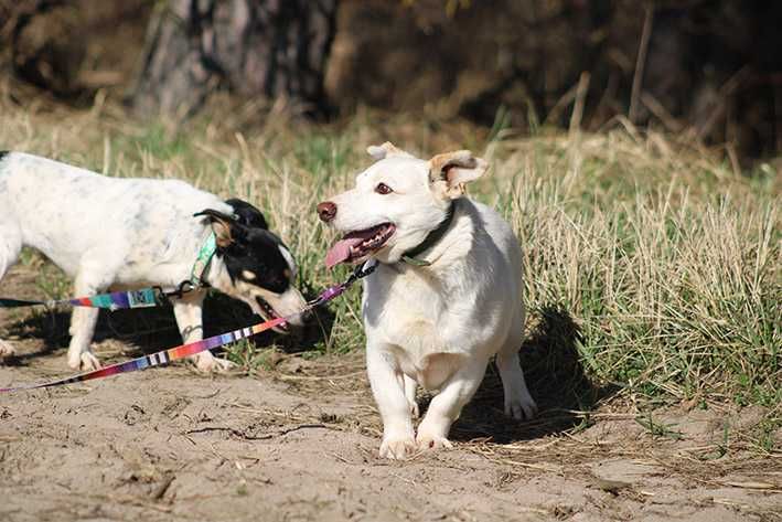 BRICO pies adopcja schronisko lękliwy
