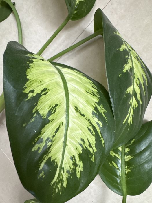 Dieffenbachia Tropic (Comigo ninguém pode)