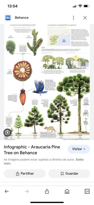 Planta Araucaria Angustifolia