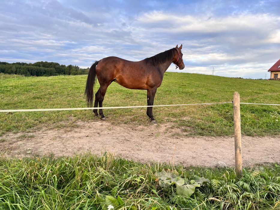 Klacz polski koń sportowy