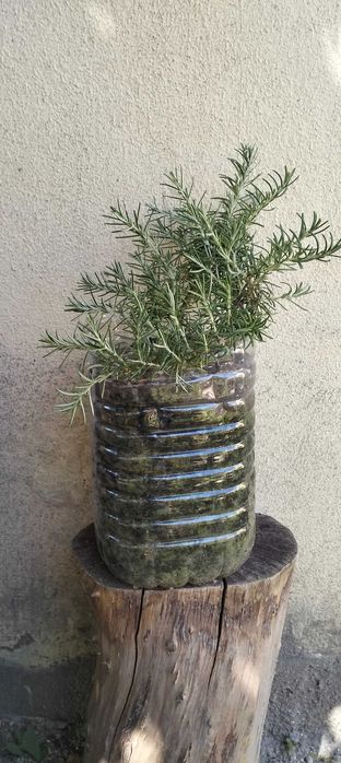 Alecrim Rasteiro (Rosmarinus officinalis)