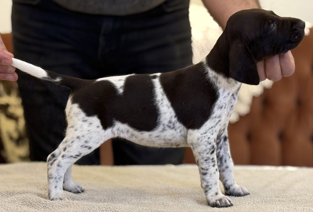 Wyżeł Niemiecki Krótkowłosy