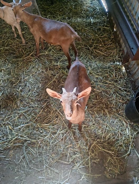 Vendo cabras para criar