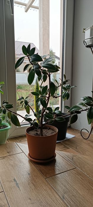 Фікус еластика Мелані (мілко листковий).