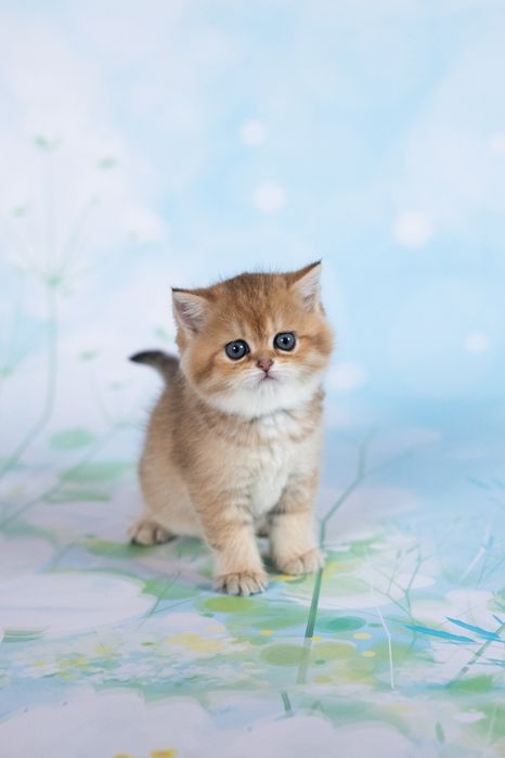 Котята британская золотая шиншилла.