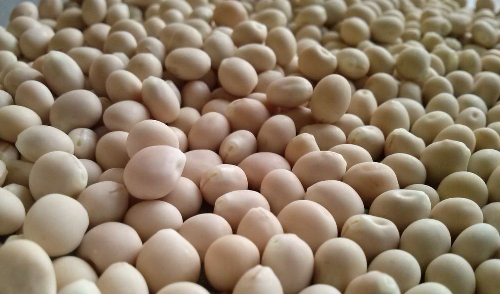 Łubin wąskolistny biały