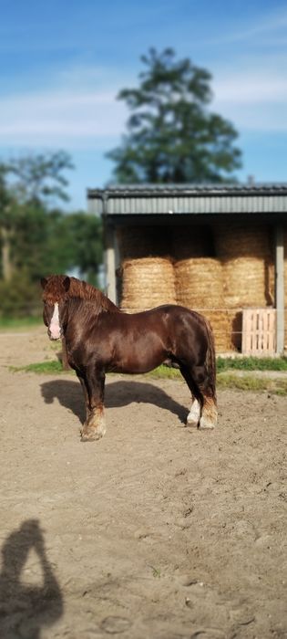 Sprzedam Arden Polski