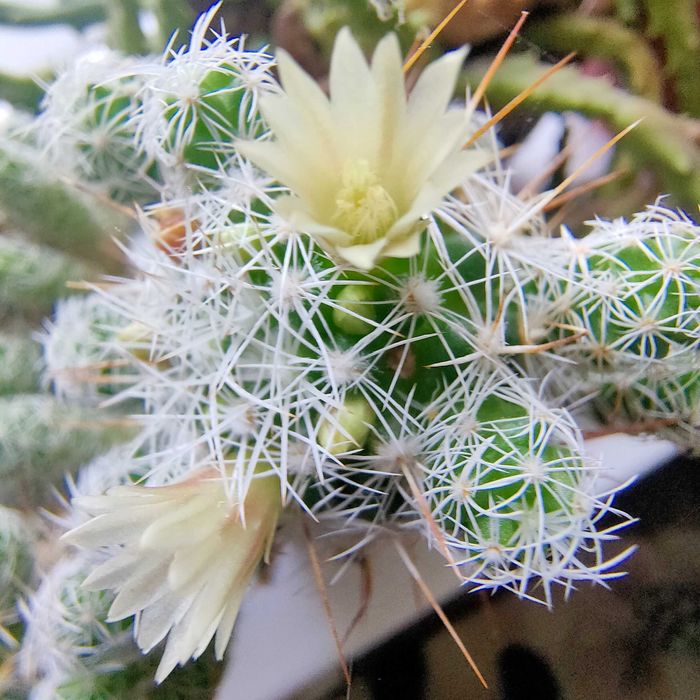 Кактус маммиллярия струнка композиція флораріума із сукулентами