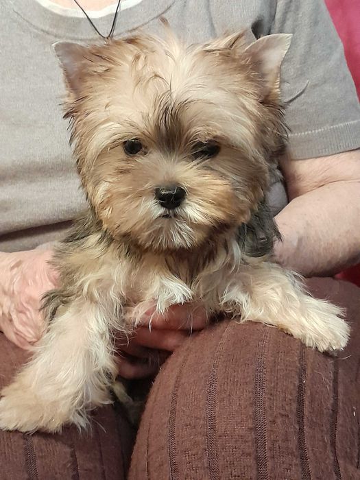 Yorkshire Terrier mały piesek