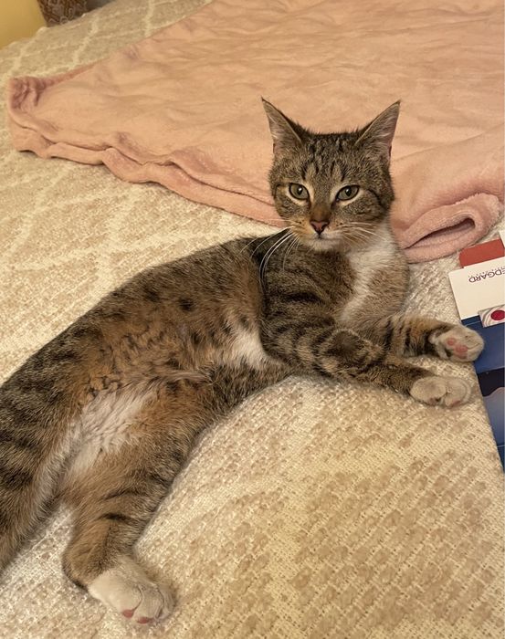 Oddam kotki w dobre ręce