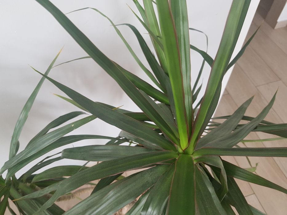 Kwiat Sansewieria gwinejska 4 szt. I dracena