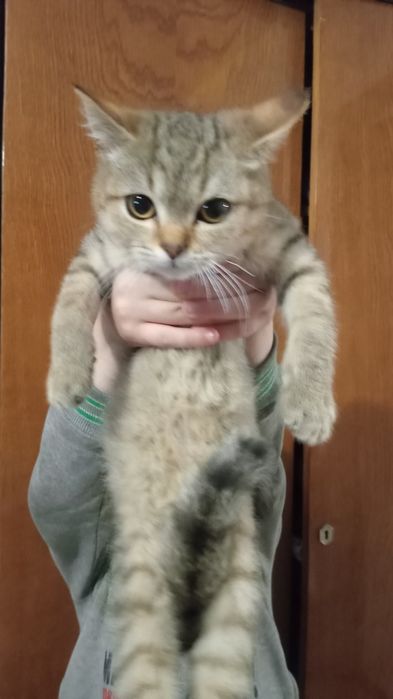 Чистокровні британці