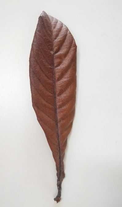 Folhas e pinhas para aquários, com taninos ou decoração