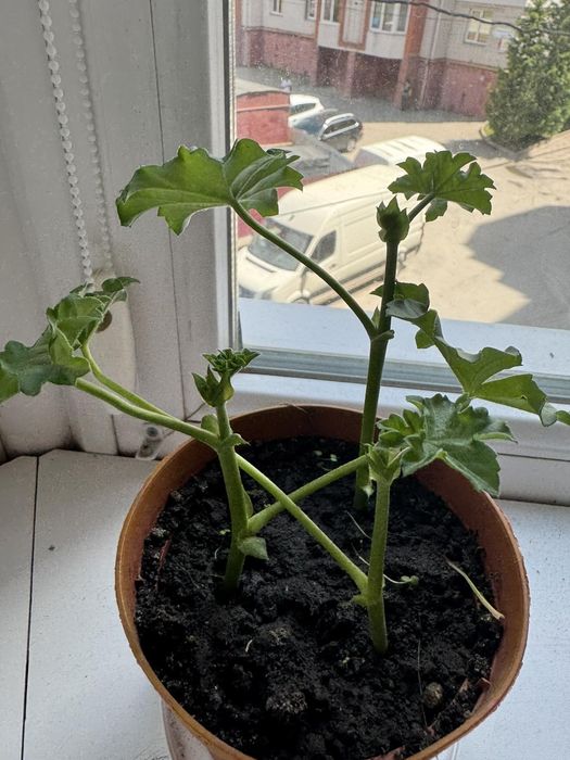 Продаю рослини.  Пеларгонії, хлорофіт чорнобривці  різдвяник