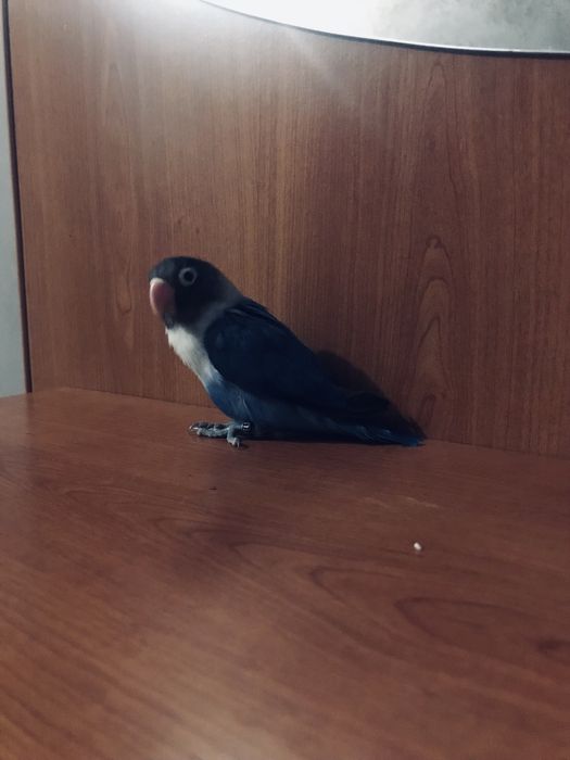 Agapone personata criado a mao/domesticado sexado