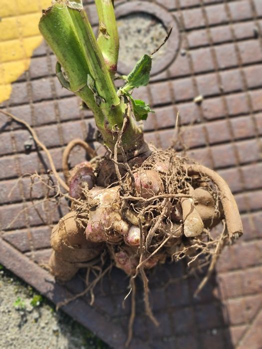 Rizomas batata yacon