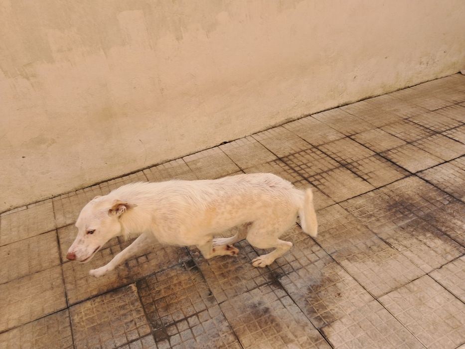 Dá-se cachorro muito meigo