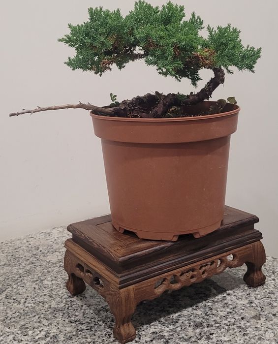 Bonsai de juniperus