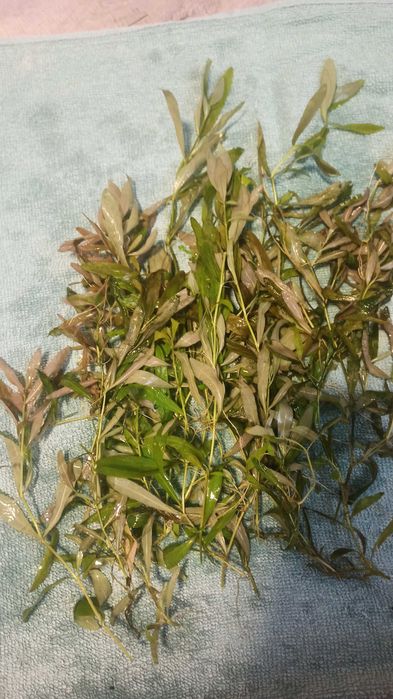 Hygrophilia i Moczarka roślinki akwariowe