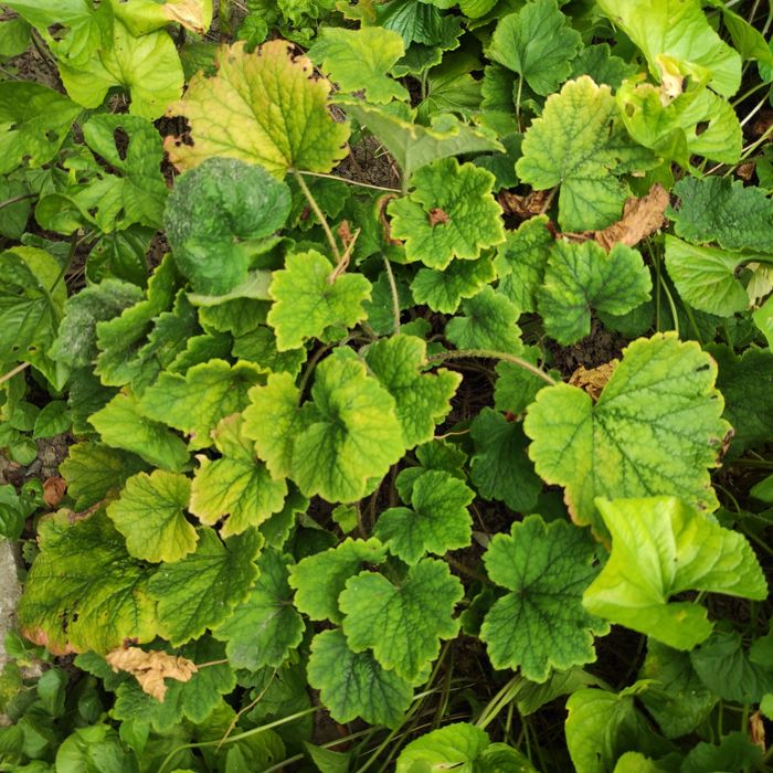 3x żurawka/ żurawki