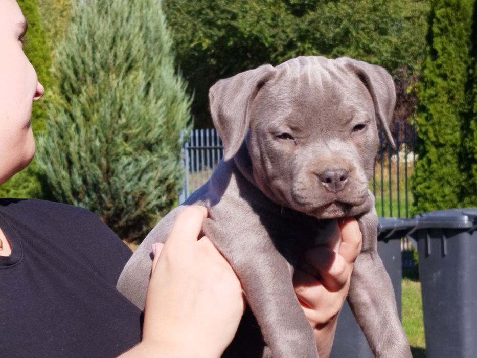 Szczeniak American Staffordshire Terrier