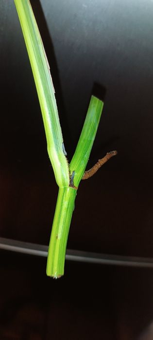 Monstera marmorata Yellow  Tricolor