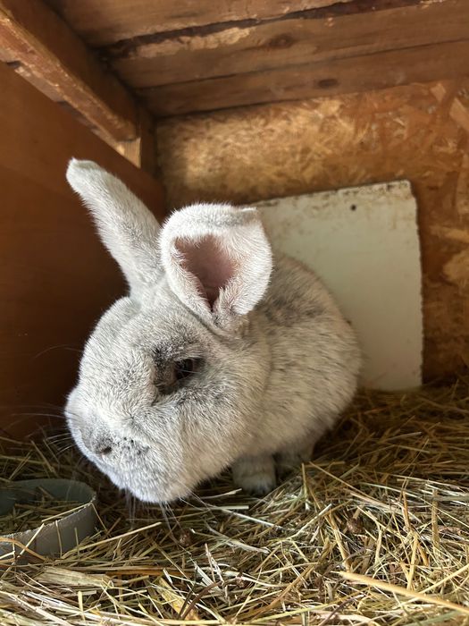 Sprzedam samca królika