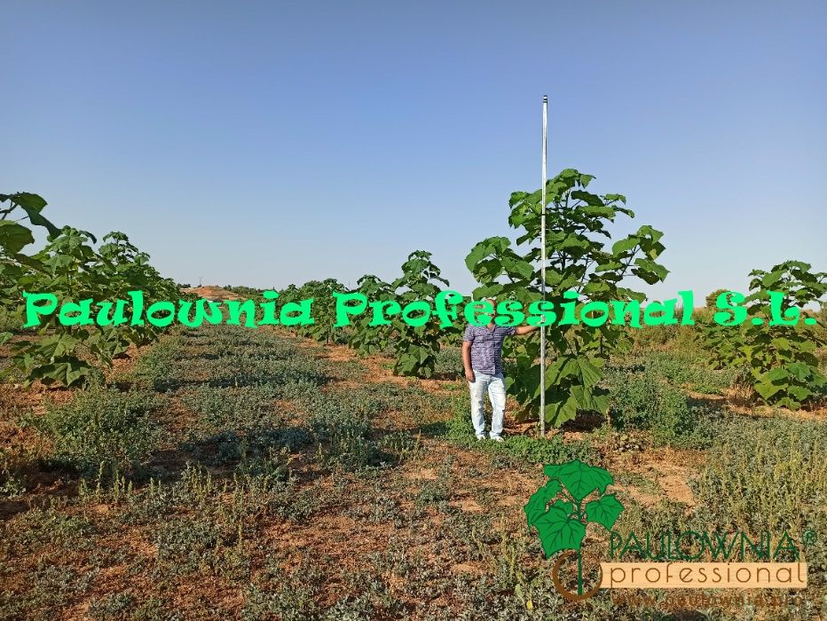 Paulownia Elongata mini stump Oferta 50ud.
