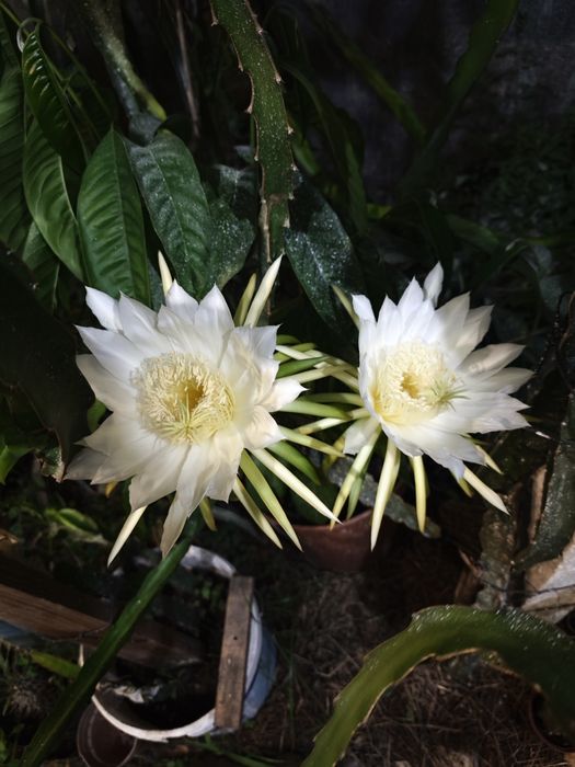 Pitayas auto fértil , autoplonizaveis e comuns  de várias variadades