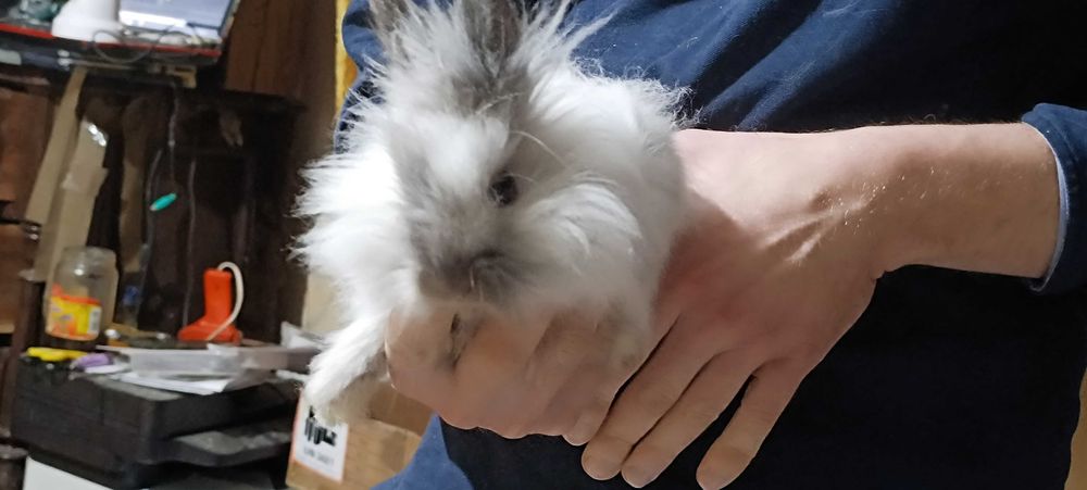 Miniaturki kroliczkow angora