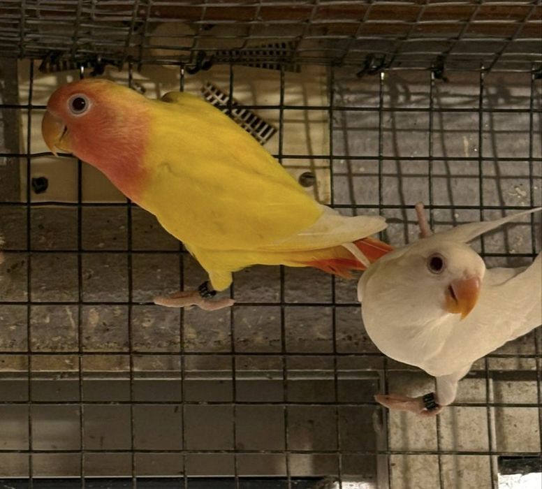 Agapornis Roseicollis 2025