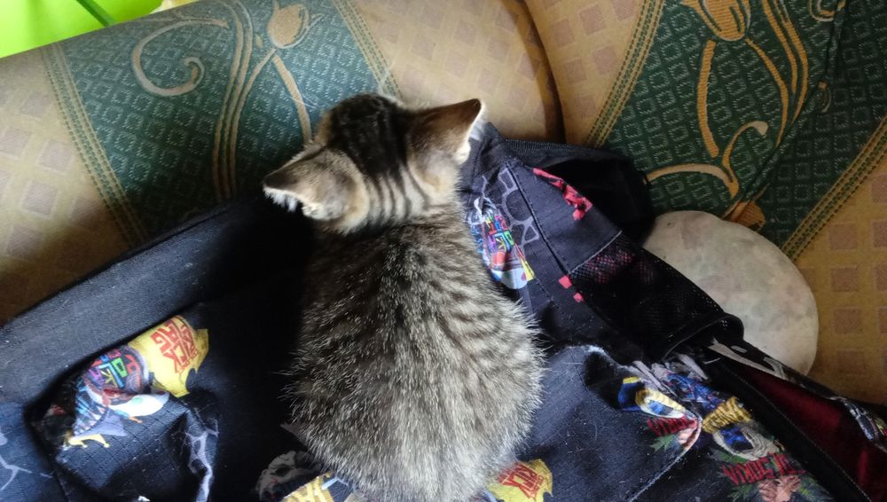 Gatinho para adoção