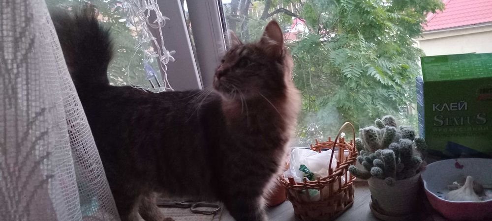 Віддам котика в добрі руки (7 місяців)