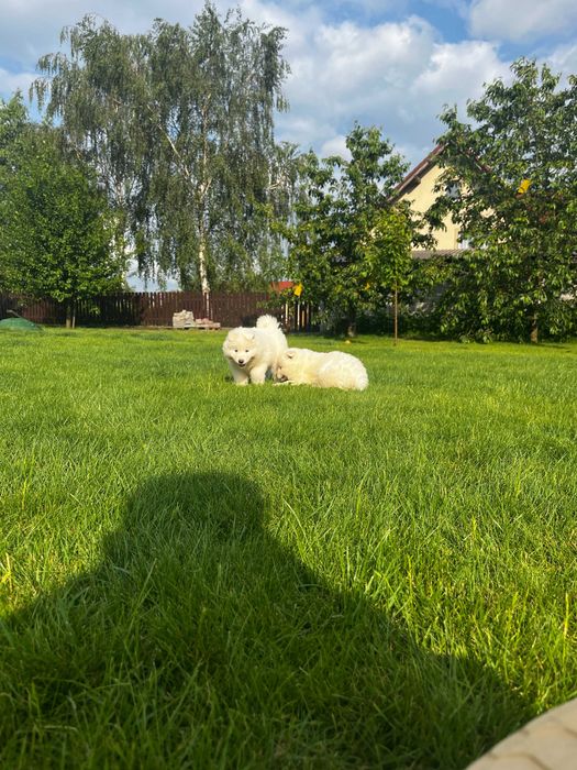 Szczenię Samoyed