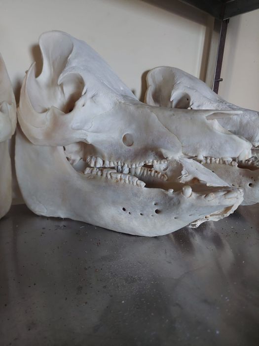Czaszka świni swinia czacha skull dzik kły zęby viking