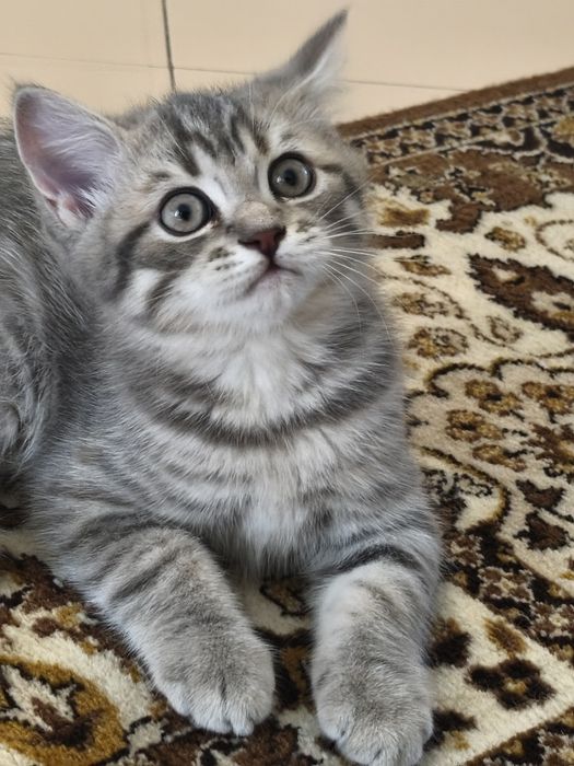 Gatinho Scottish Straight