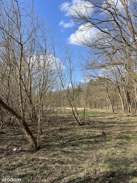 Działki otulone lasem w Zaborze