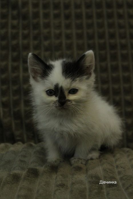 Відам кошенят безкоштовно
